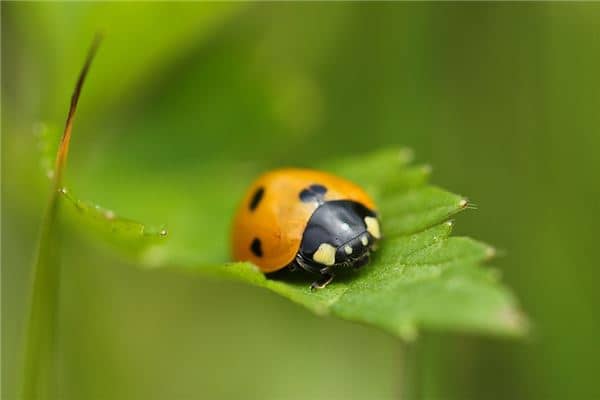梦见七星瓢虫是什么预兆 梦见七星瓢虫是什么预兆