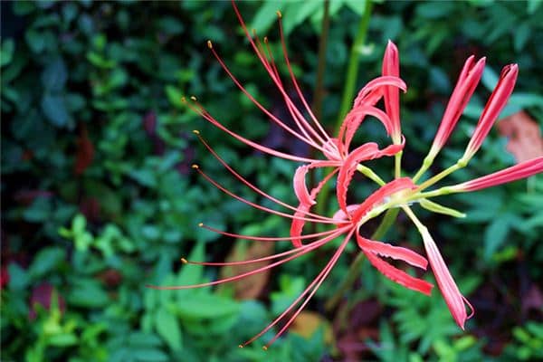 梦见彼岸花是什么意思 梦见彼岸花是什么意思