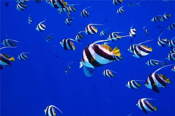 梦见很多鱼是什么预兆 梦见很多鱼是什么预兆