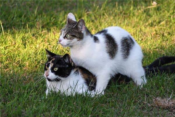 梦见两只猫是什么意思 梦见两只猫是什么意思