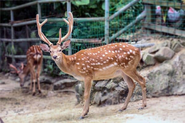梦见梅花鹿是什么预兆 梦见梅花鹿是什么预兆