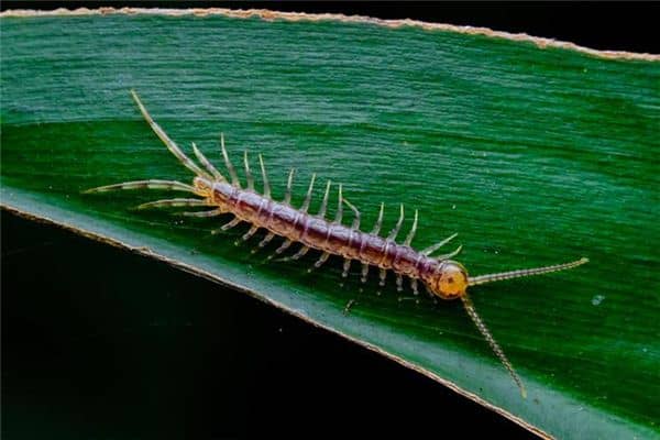 梦见孕妇蜈蚣是什么意思 梦见孕妇蜈蚣是什么意思