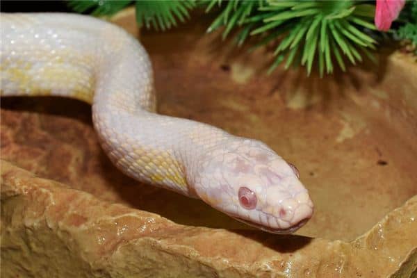 梦见大白蛇是什么意思 梦见大白蛇是什么意思