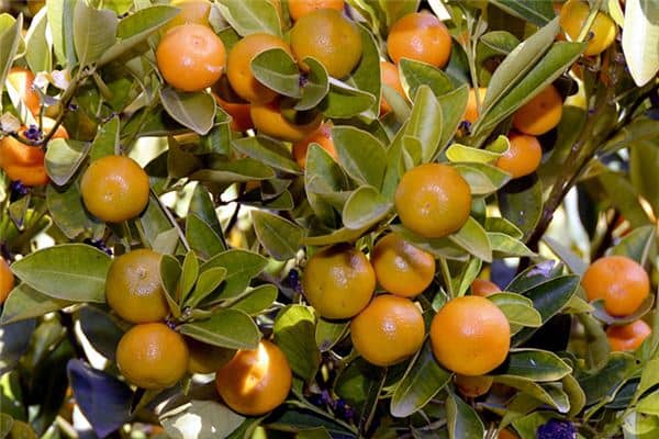 梦见偷橘子是什么意思 梦见偷橘子是什么意思