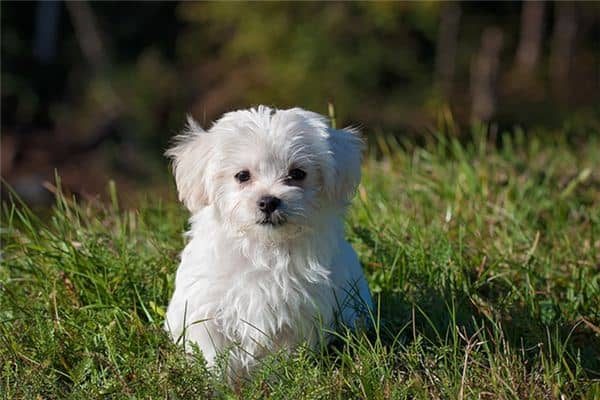 梦见狗丢了是什么意思 梦见狗丢了是什么意思