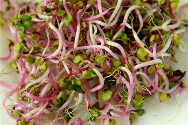 梦见黄豆芽是什么意思 梦见黄豆芽是什么意思