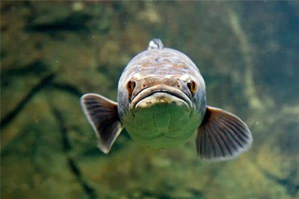 梦见抓黑鱼是什么意思 梦见抓黑鱼是什么意思