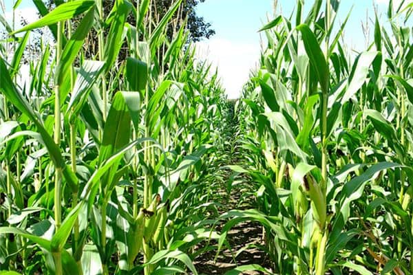 梦见玉米地是什么预兆 梦见玉米地是什么预兆