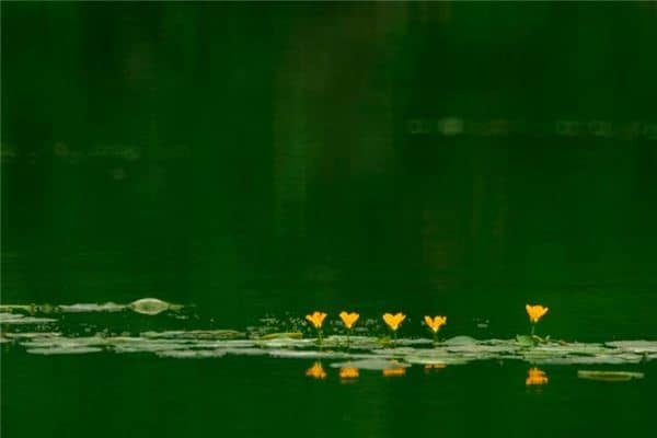 梦见掉水坑是什么意思 梦见掉水坑是什么意思