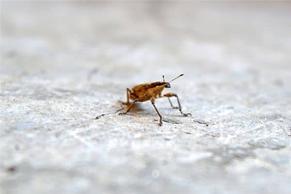 梦见身上长虫是什么意思 梦见身上长虫是什么意思