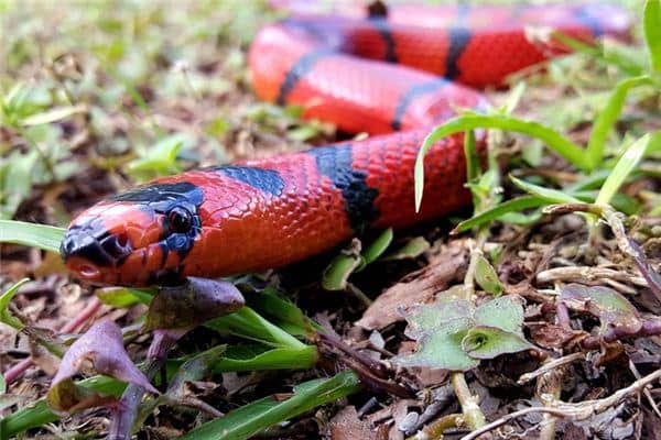 梦见红色蛇是什么意思 梦见红色蛇是什么意思