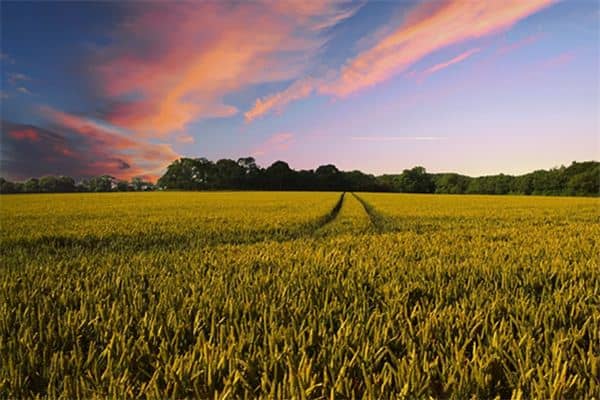 梦见庄稼地是什么意思 梦见庄稼地是什么意思