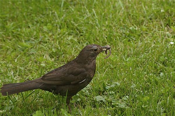梦见吃蚯蚓是什么意思 梦见吃蚯蚓是什么意思