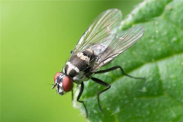 梦见打苍蝇是什么意思 梦见打苍蝇是什么意思