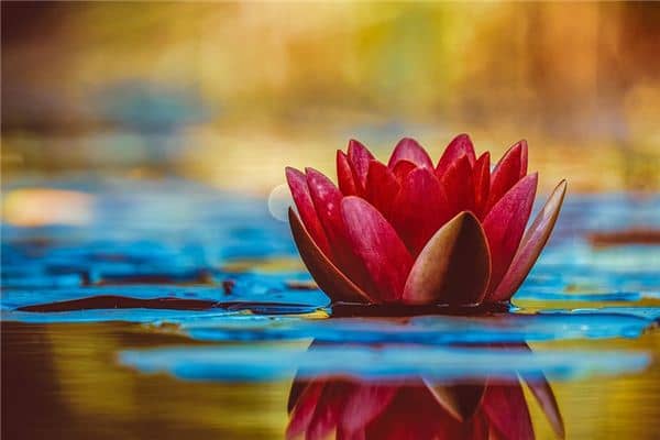 梦见孕妇花是什么意思 梦见孕妇花是什么意思