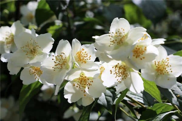 梦见茉莉花是什么预兆 梦见茉莉花是什么预兆