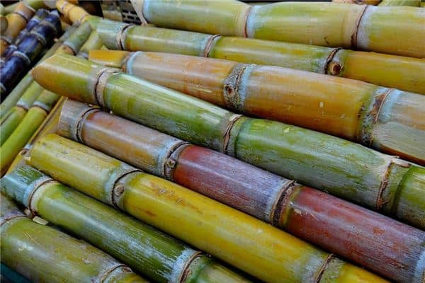 梦见吃甘蔗是什么预兆 梦见吃甘蔗是什么预兆