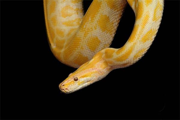 梦见金色蛇是什么意思 梦见金色蛇是什么意思