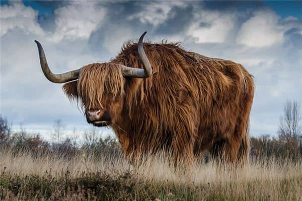 梦见被牛追是什么预兆 梦见被牛追是什么预兆