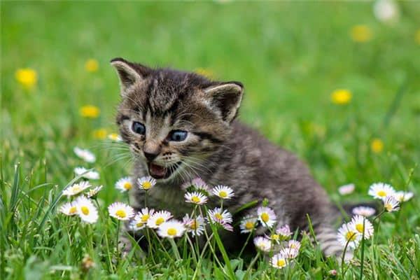 梦见猫咬人是什么意思 梦见猫咬人是什么意思