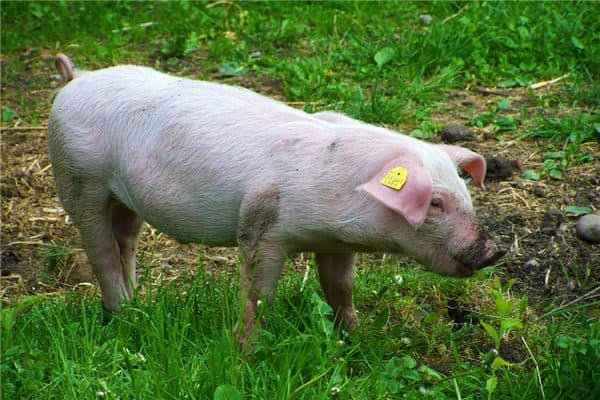 梦见大白猪是什么意思 梦见大白猪是什么意思