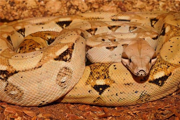 梦见两条蟒蛇是什么预兆 梦见两条蟒蛇是什么预兆