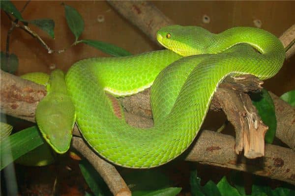 梦见大青蛇是什么意思 梦见大青蛇是什么意思