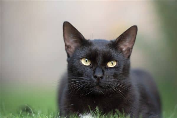 梦见大黑猫是什么意思 梦见大黑猫是什么意思