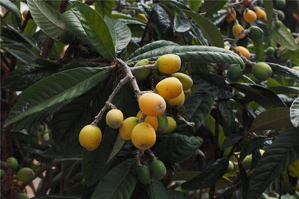 梦见摘枇杷是什么意思 梦见摘枇杷是什么意思