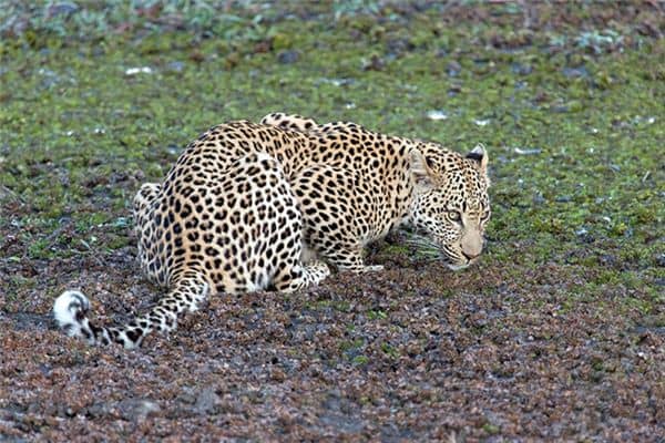 梦见金钱豹是什么预兆 梦见金钱豹是什么预兆