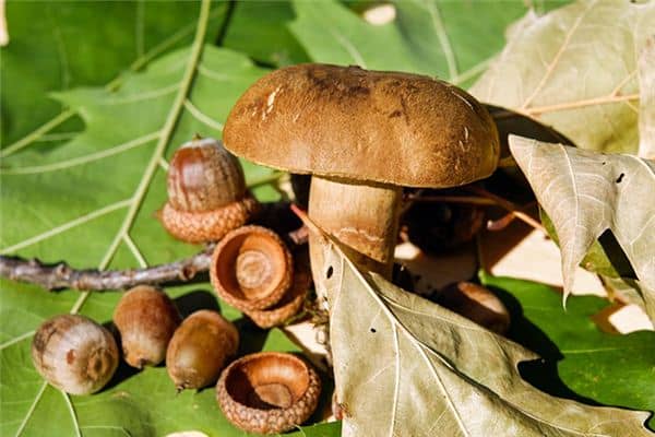 梦见捡菌子是什么意思 梦见捡菌子是什么意思