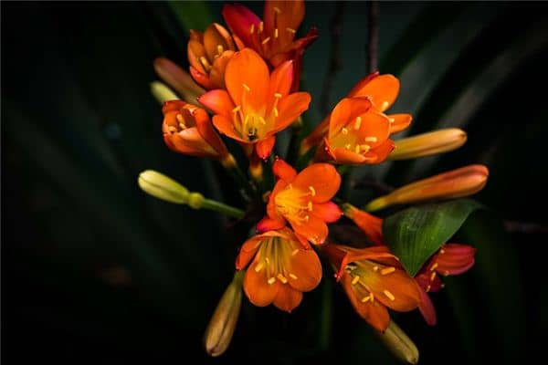 梦见君子兰是什么预兆 梦见君子兰是什么预兆