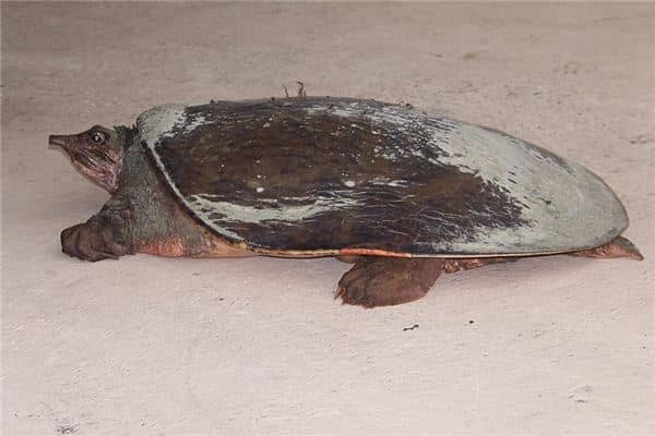 梦见捉甲鱼是什么意思 梦见捉甲鱼是什么意思