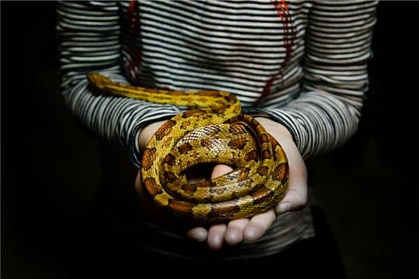 梦见自己杀蛇 梦见自己杀蛇