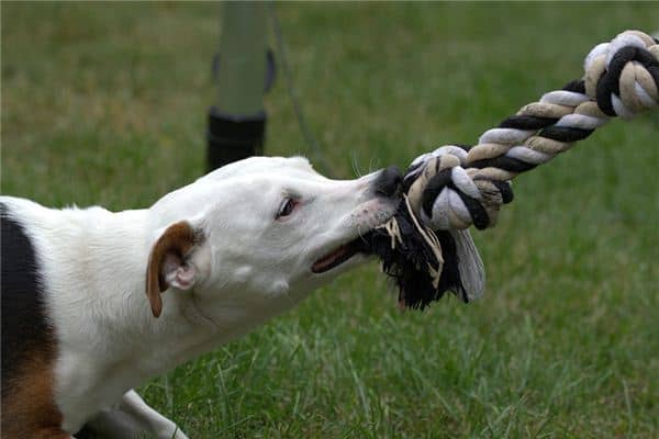 梦见狗咬蛇是什么意思 梦见狗咬蛇是什么意思