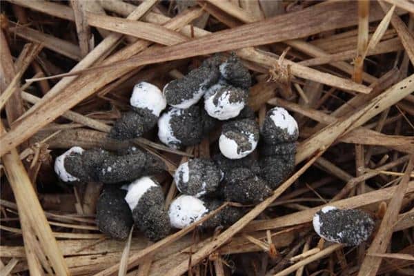 梦见满地屎是什么意思 梦见满地屎是什么意思