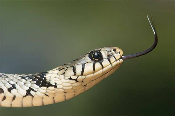 梦见给蛇咬是什么意思 梦见给蛇咬是什么意思