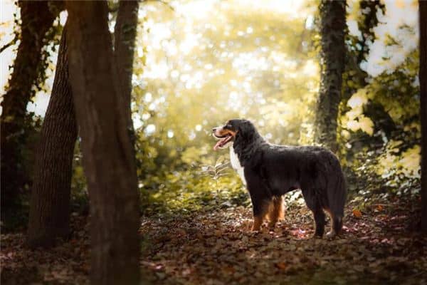 梦见被狼狗咬是什么意思 梦见被狼狗咬是什么意思