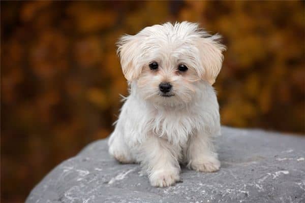 梦见白色狗是什么意思 梦见白色狗是什么意思