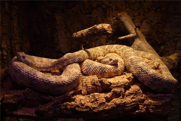 梦见三条蛇是什么意思 梦见三条蛇是什么意思