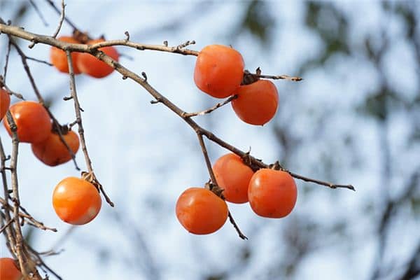 梦见摘柿子是什么预兆 梦见摘柿子是什么预兆