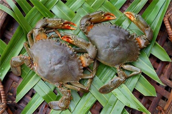 梦见买螃蟹是什么意思 梦见买螃蟹是什么意思