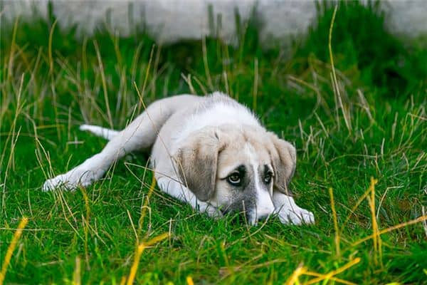 梦见流浪狗是什么意思 梦见流浪狗是什么意思