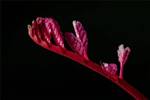 梦见香椿树是什么预兆 梦见香椿树是什么预兆