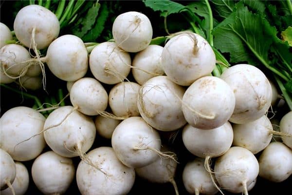 梦见白萝卜是什么预兆 梦见白萝卜是什么预兆