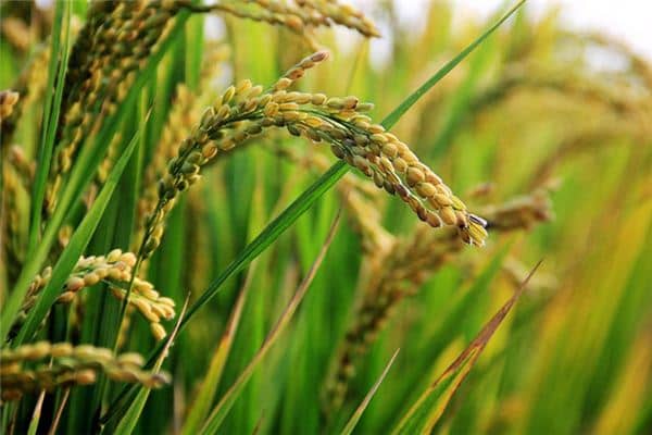 梦见割稻子是什么预兆 梦见割稻子是什么预兆