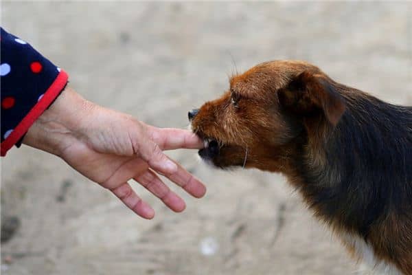 梦见小孩被狗咬