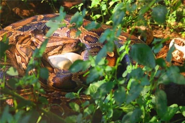 梦见蛇下蛋是什么意思 梦见蛇下蛋是什么意思