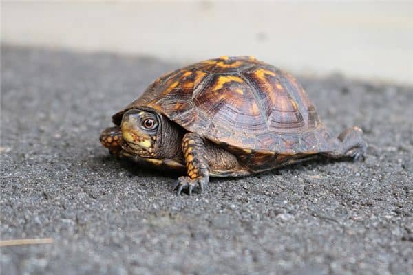 梦见钓乌龟是什么意思 梦见钓乌龟是什么意思