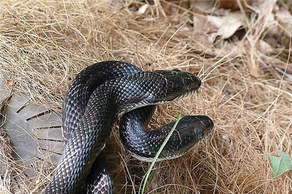 梦见一对蛇是什么意思 梦见一对蛇是什么意思